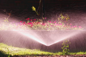 Sprinkler in Backyard
